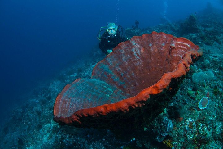 5 immersioni divertenti a Tulamben (per subacquei certificati) - Scopri siti di immersione famosi