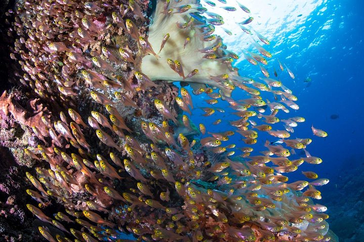 5 immersioni divertenti a Tulamben (per subacquei certificati) - Scopri siti di immersione famosi
