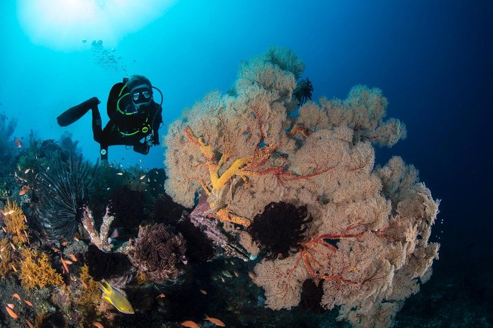 5 immersioni divertenti a Tulamben (per subacquei certificati) - Scopri siti di immersione famosi