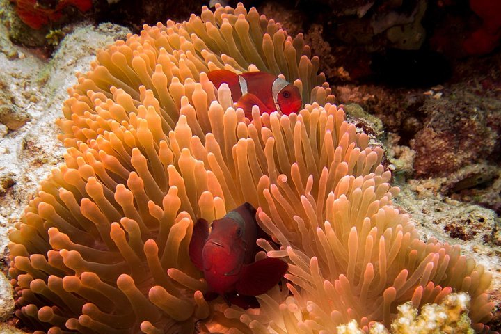 5 immersioni divertenti a Tulamben (per subacquei certificati) - Scopri siti di immersione famosi