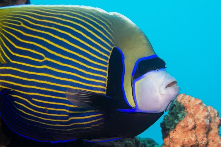 5 immersioni divertenti a Tulamben (per subacquei certificati) - Scopri siti di immersione famosi