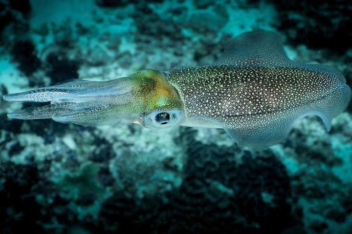 5 immersioni divertenti a Tulamben (per subacquei certificati) - Scopri siti di immersione famosi