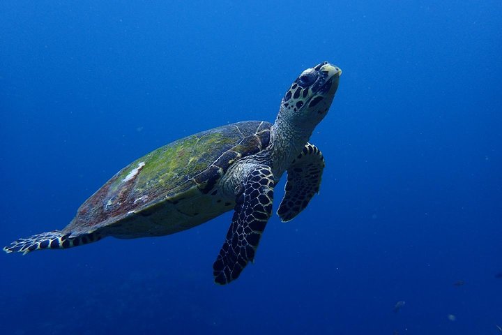 5 immersioni divertenti a Tulamben (per subacquei certificati) - Scopri siti di immersione famosi