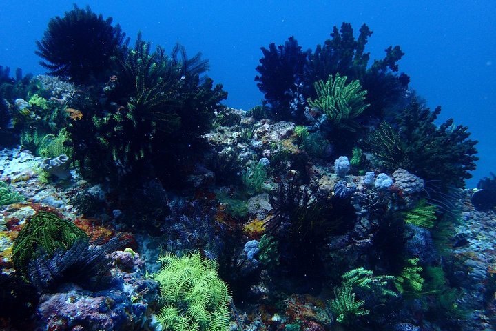 5 immersioni divertenti a Tulamben (per subacquei certificati) - Scopri siti di immersione famosi