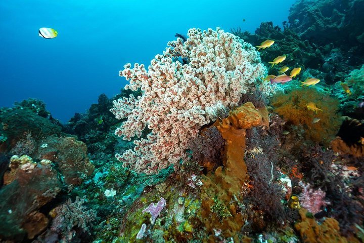 Curso de aguas abiertas en Tulamben - Obtener la certificación en Bali