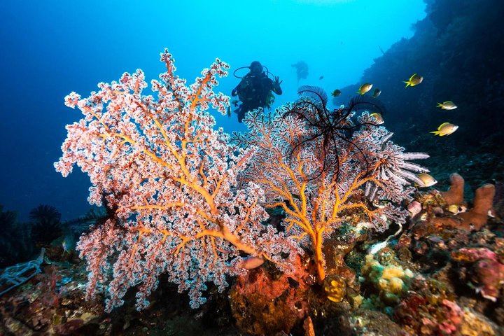 Curso de aguas abiertas en Tulamben - Obtener la certificación en Bali