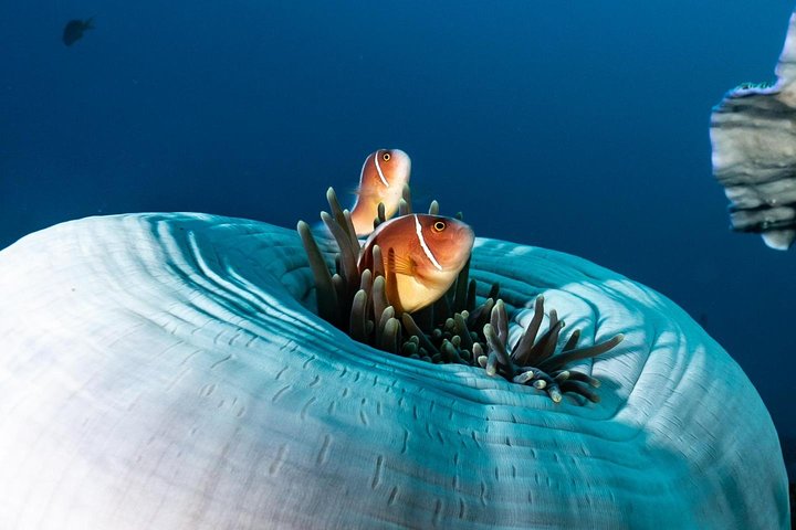 Curso de aguas abiertas en Tulamben - Obtener la certificación en Bali