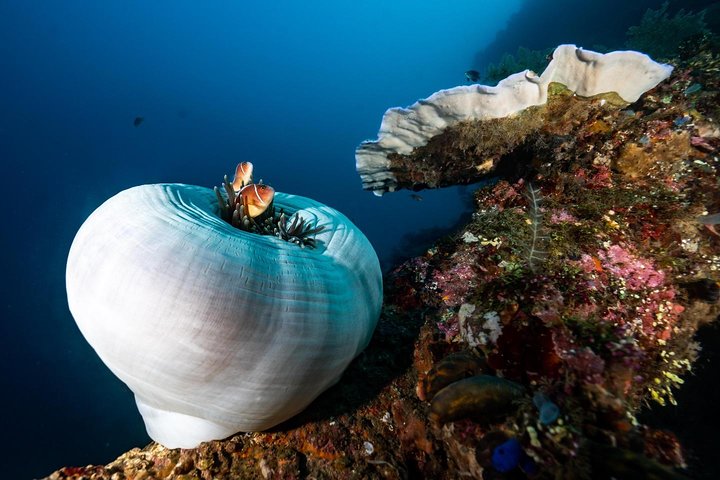 Curso de aguas abiertas en Tulamben - Obtener la certificación en Bali