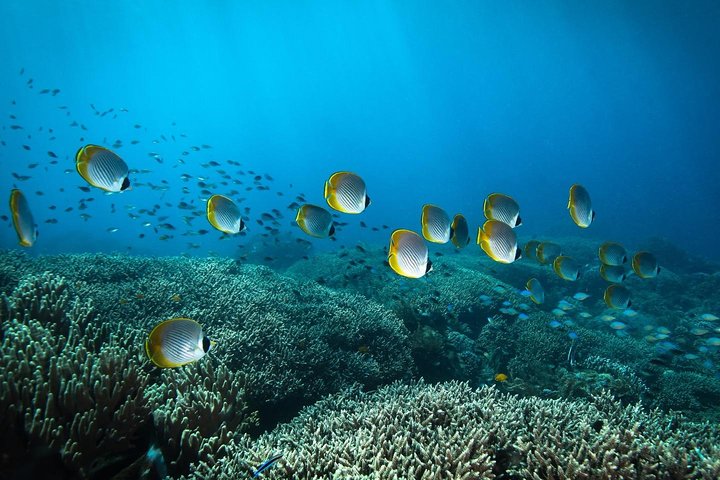 Curso de aguas abiertas en Tulamben - Obtener la certificación en Bali