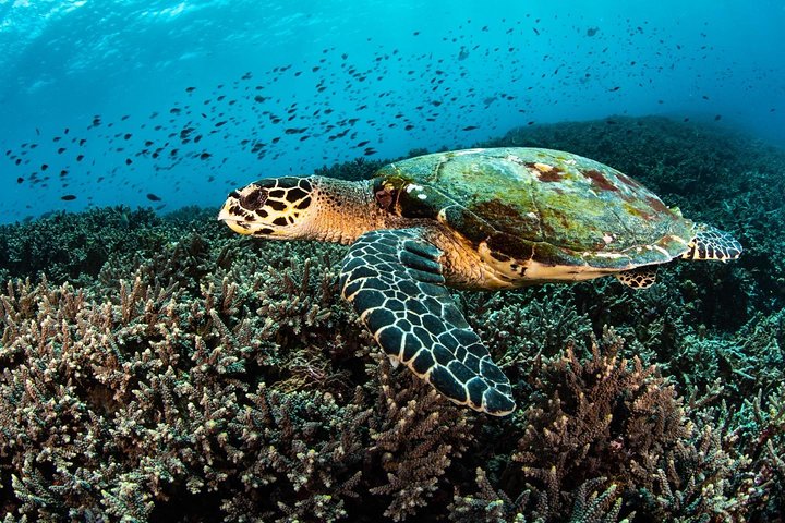 Curso de aguas abiertas en Tulamben - Obtener la certificación en Bali
