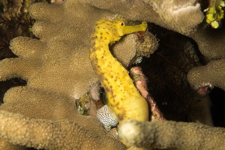 Curso de aguas abiertas en Tulamben - Obtener la certificación en Bali