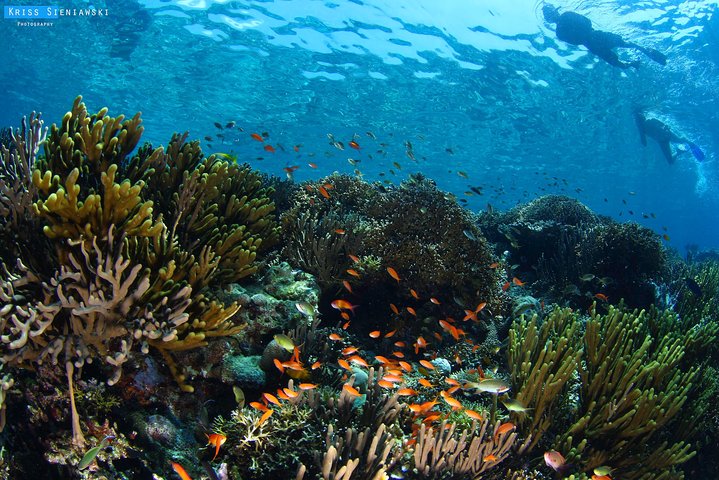 Snorkling i Menjangan Marine Park - Oppdag rikelig marint liv i Pemuteran