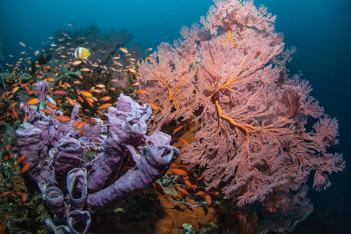 7 Fun Dives in Pemuteran (for certified divers) - Exploration in Menjangan Park