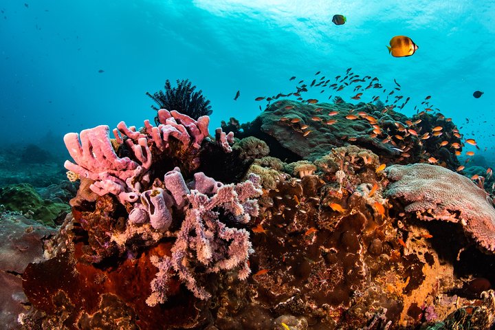 Snorkling i Menjangan Marine Park - Oppdag rikelig marint liv i Pemuteran