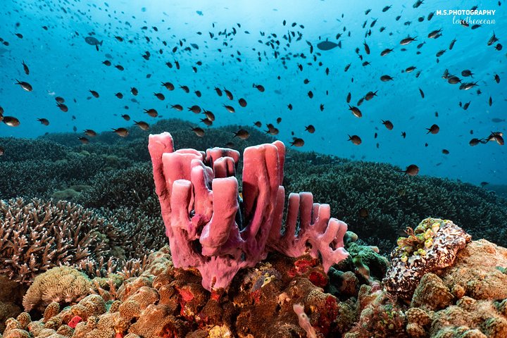 7 Fun Dives in Pemuteran (for certified divers) - Exploration in Menjangan Park