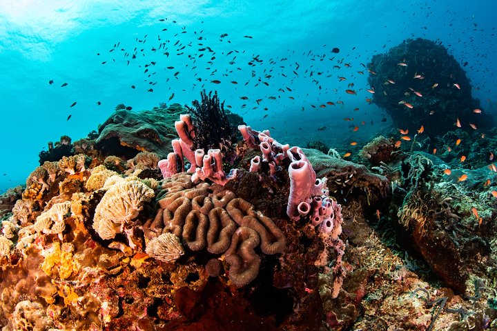 Snorkling i Menjangan Marine Park - Oppdag rikelig marint liv i Pemuteran