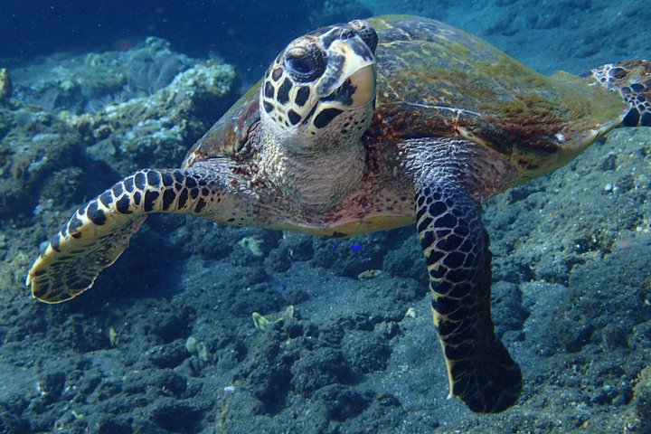 7 Fun Dives in Pemuteran (for certified divers) - Exploration in Menjangan Park
