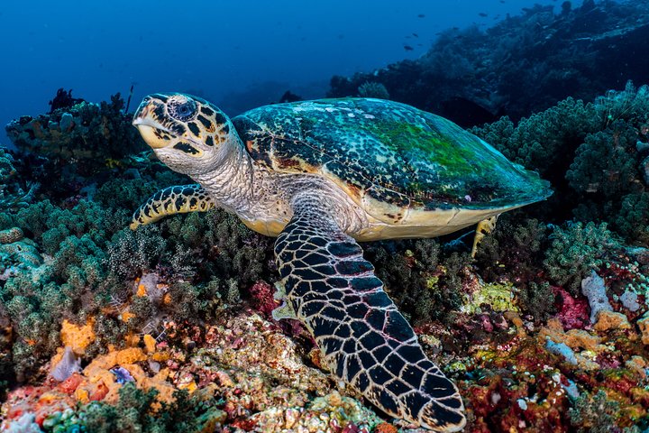 5 Fun Dives in Pemuteran (for certified divers) - Exploration in Menjangan Park