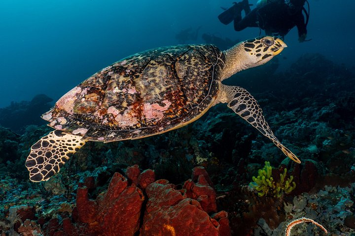 5 Fun Dives in Pemuteran (for certified divers) - Exploration in Menjangan Park