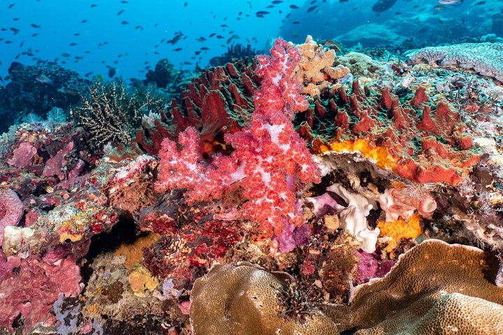5 Fun Dives in Pemuteran (for certified divers) - Exploration in Menjangan Park