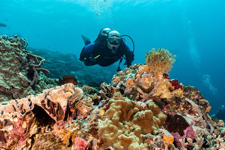 5 Fun Dives in Pemuteran (for certified divers) - Exploration in Menjangan Park