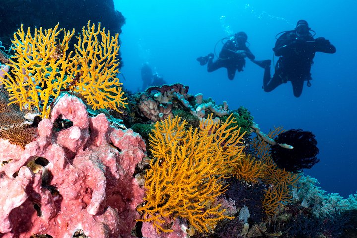 5 Fun Dives in Pemuteran (for certified divers) - Exploration in Menjangan Park