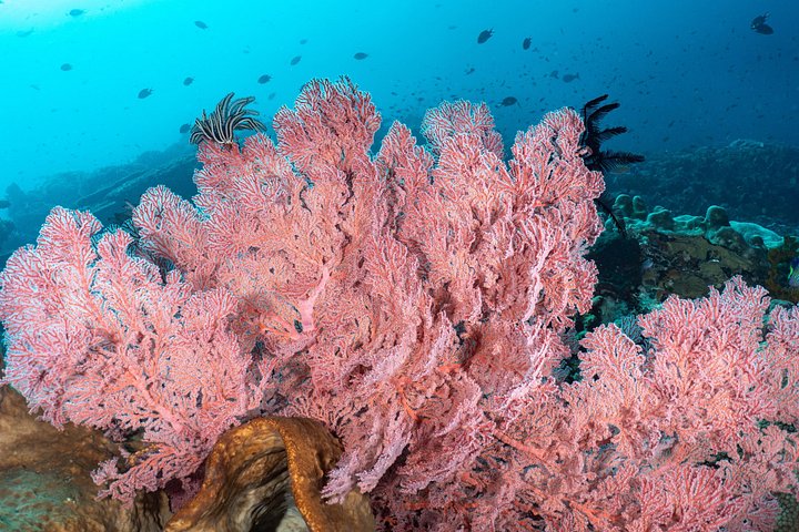 5 Fun Dives in Pemuteran (for certified divers) - Exploration in Menjangan Park