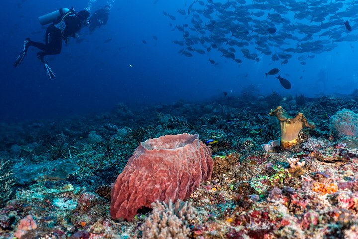 5 Fun Dives in Pemuteran (for certified divers) - Exploration in Menjangan Park