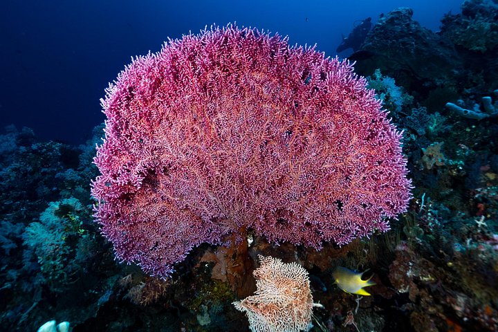 5 Fun Dives in Pemuteran (for certified divers) - Exploration in Menjangan Park