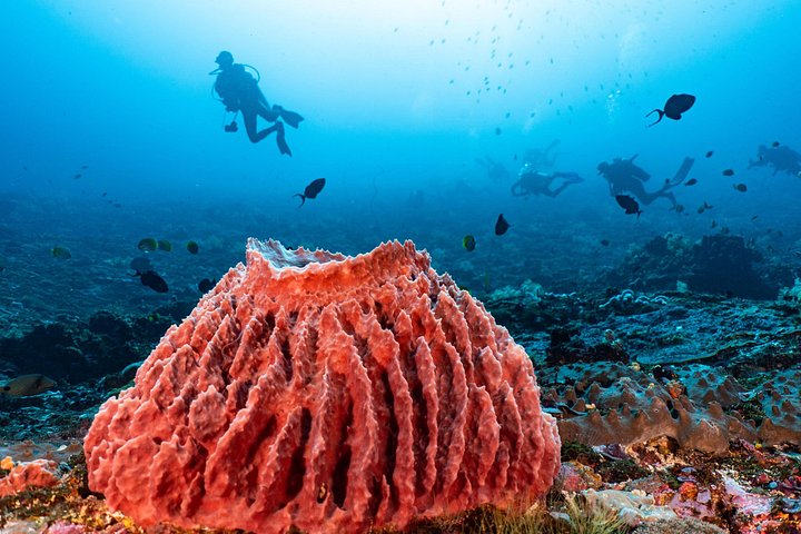5 Fun Dives in Pemuteran (for certified divers) - Exploration in Menjangan Park