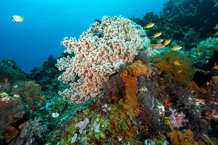 5 Fun Dives in Pemuteran (for certified divers) - Exploration in Menjangan Park