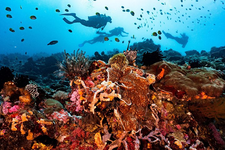 5 Fun Dives in Pemuteran (for certified divers) - Exploration in Menjangan Park