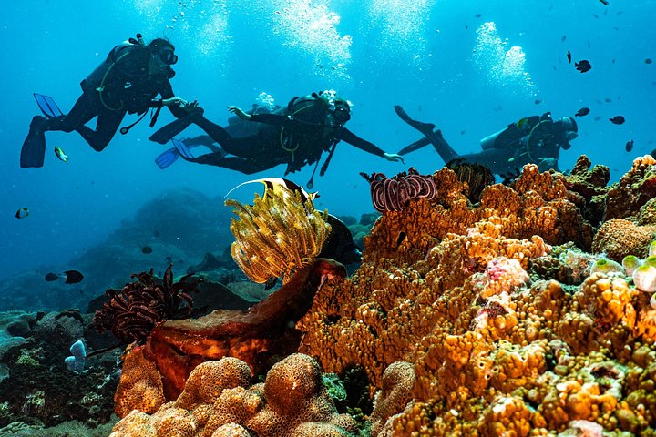 5 Fun Dives in Pemuteran (for certified divers) - Exploration in Menjangan Park
