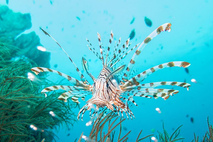 5 Fun Dives in Pemuteran (for certified divers) - Exploration in Menjangan Park