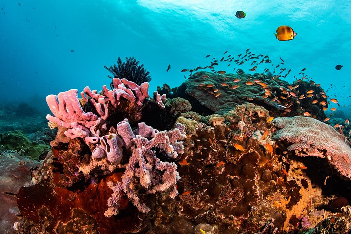 5 Fun Dives in Pemuteran (for certified divers) - Exploration in Menjangan Park