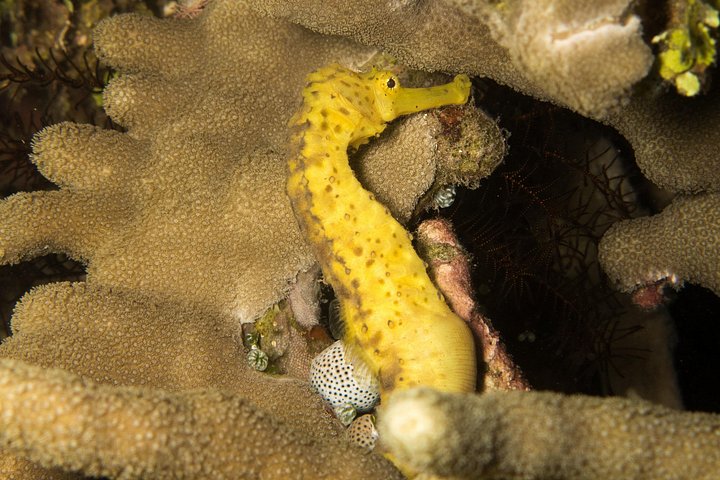 5 Fun Dives in Pemuteran (for certified divers) - Exploration in Menjangan Park
