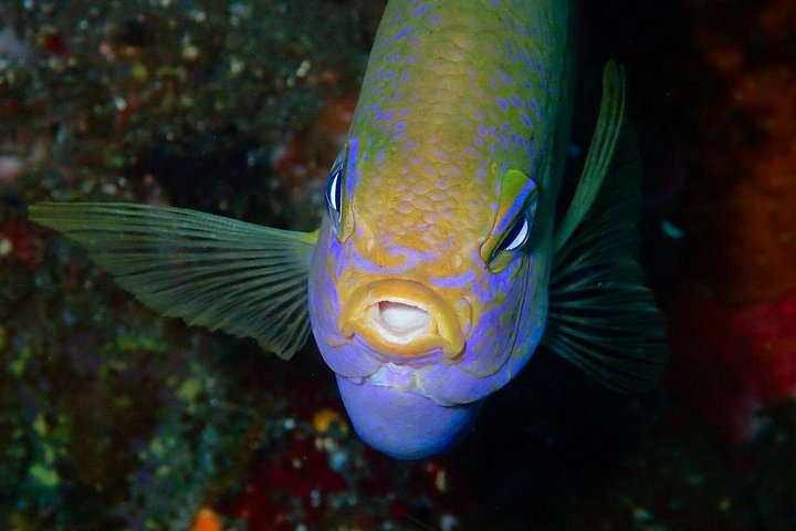 5 Fun Dives in Pemuteran (for certified divers) - Exploration in Menjangan Park