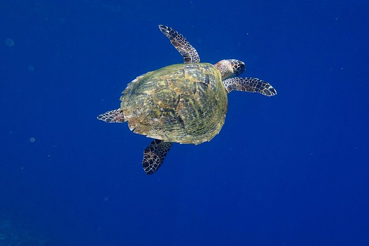 5 Fun Dives in Pemuteran (for certified divers) - Exploration in Menjangan Park