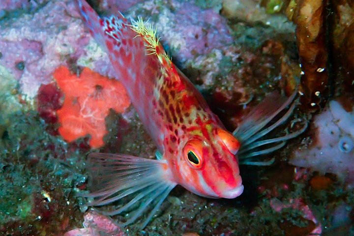 5 Fun Dives in Pemuteran (for certified divers) - Exploration in Menjangan Park