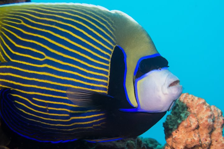 7 Fun Dives in Pemuteran (for certified divers) - Exploration in Menjangan Park