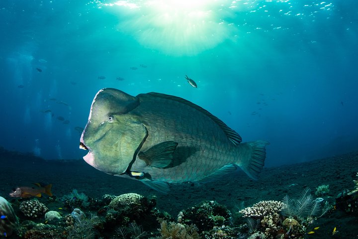 Curso de aguas abiertas en Tulamben - Obtener la certificación en Bali