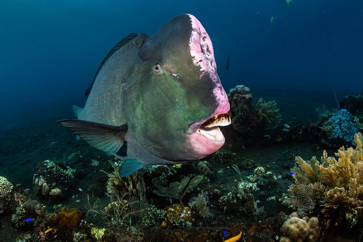 Discover Scuba Diving in Tulamben - Diving Initiation in Bali best diving sites