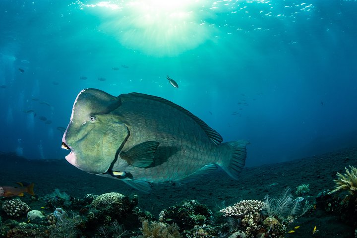5 immersioni divertenti a Tulamben (per subacquei certificati) - Scopri siti di immersione famosi