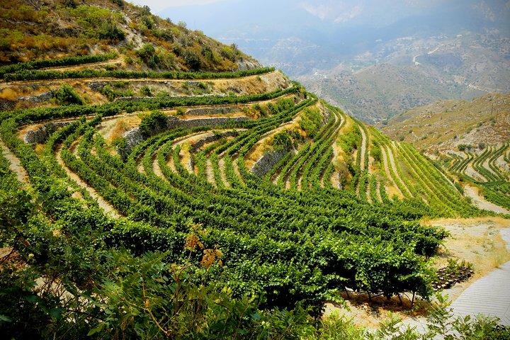Troodos Mountains Vino Venture: Tour del vino di un'intera giornata
