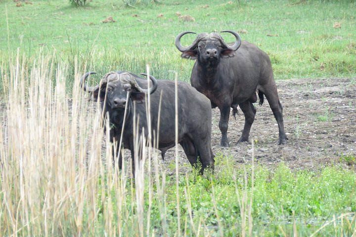 Tour de 2 noches por el Delta del Okavango Mokoro WildCamping, todo incluido