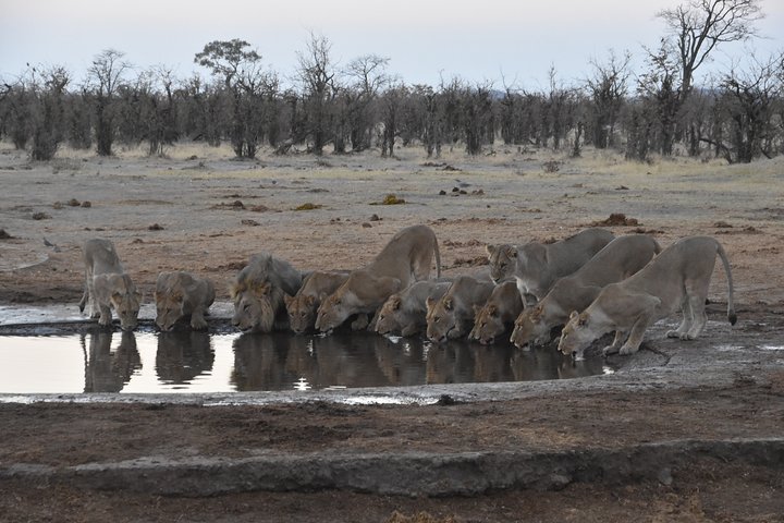 3-daagse Desert Trail: Central Kalahari Game Reserve - WildCamping Safari