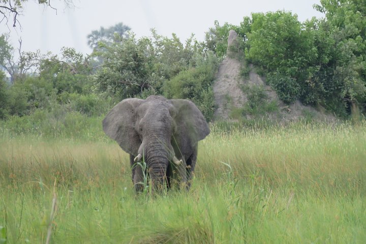 Tour de 2 noches por el Delta del Okavango Mokoro WildCamping, todo incluido