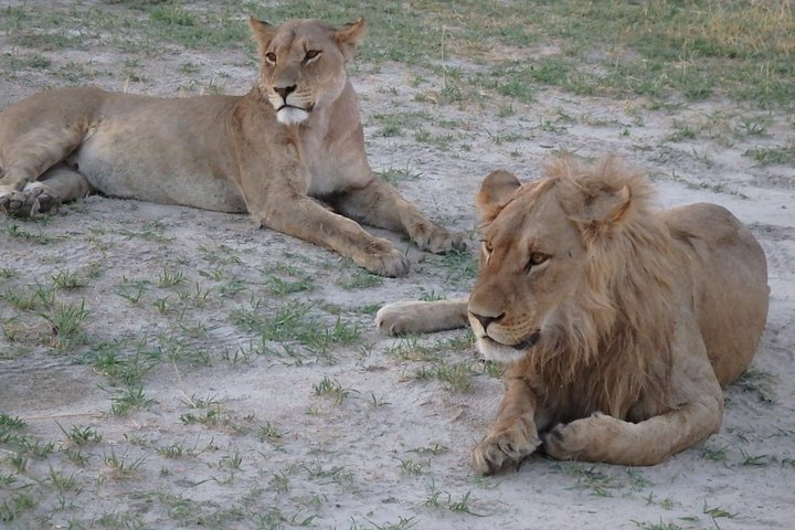 3-daagse Desert Trail: Central Kalahari Game Reserve - WildCamping Safari
