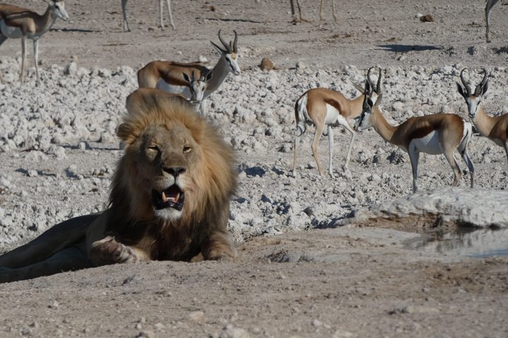 3-daagse Desert Trail: Central Kalahari Game Reserve - WildCamping Safari