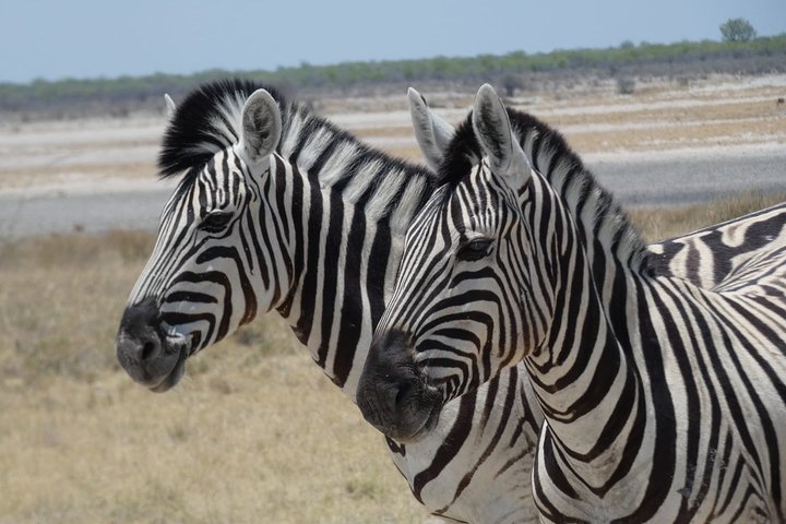3-daagse Desert Trail: Central Kalahari Game Reserve - WildCamping Safari